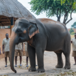 elephant ahmed